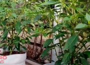menanam cabe rawit di galon,berbuah lebat