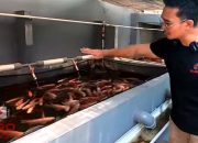 PELUANG USAHA BUDIDAYA IKAN NILA MERAH DI KOLAM BETON || @NilaKuID