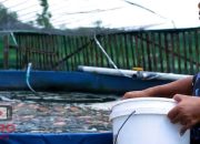 Usaha Budidaya IKAN NILA Sistem Bioflok, Panen Cepat, Hemat, dan UNTUNG BERLIPAT!