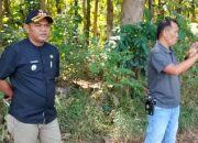 Camat Kroya dan Takase Tinjau Lahan Jagung, Petani Temiyang Antusias Menyambut Peluang Baru