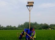 Program Rumah Burung Hantu di Kecamatan Cikedung : Solusi Alami Kendalikan Hama Tikus