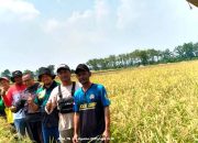Panen Padi Japonica: Kemitraan Takase Farm dan PT. Kondo International untuk Sejahterakan Petani Indramayu