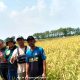 Panen Padi Japonica: Kemitraan Takase Farm dan PT. Kondo International untuk Sejahterakan Petani Indramayu