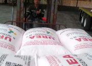 Petani Indramayu Sambut Gembira Turunnya Harga Pupuk Bersubsidi 20 Persen